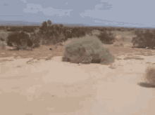 tumbleweed